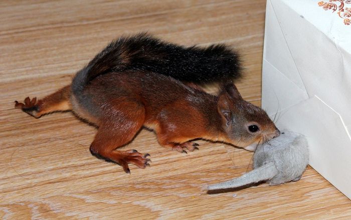 Животные, белка, позитив