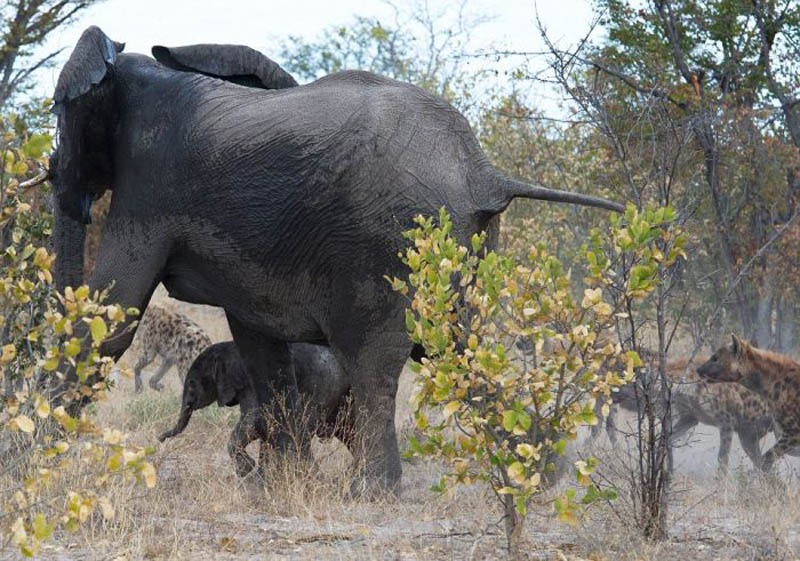 Слониха отбила у гиен своего слоненка