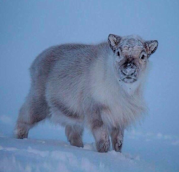 Забавные животные
