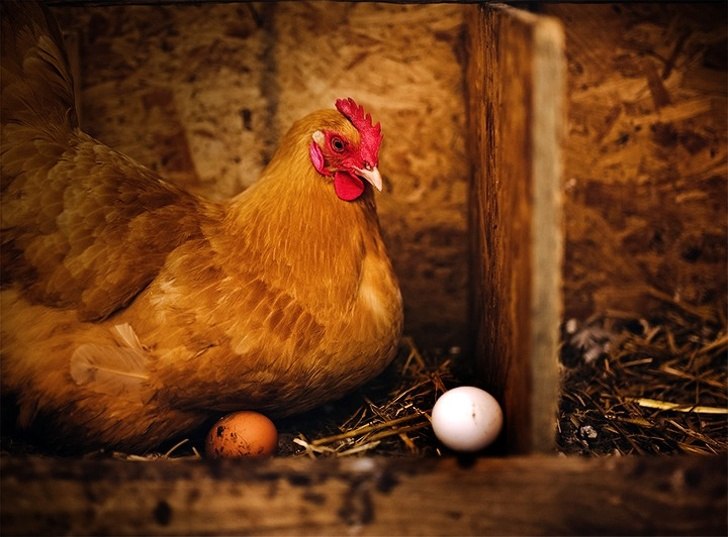 К чему снятся куры живые во сне. Курочки - несушки. Курица с яйцами. Курица высиживает. Курица высиживает яйца.