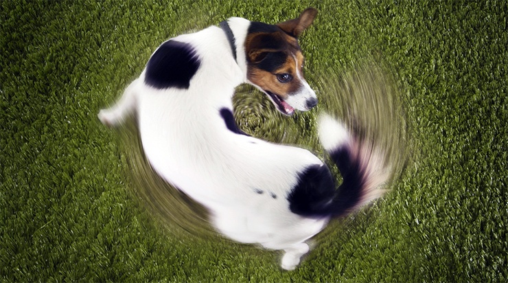 собака кружатся на месте