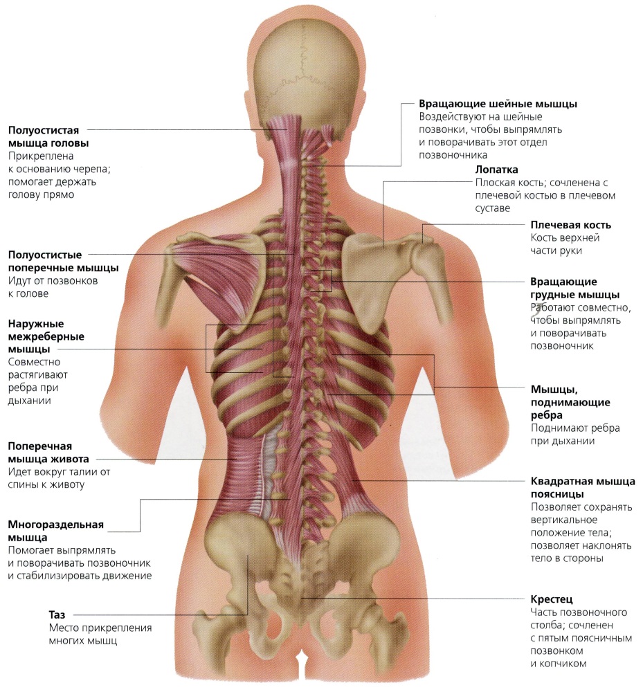 Что делать если болит спина спине, только, препарат, спину, может, связок, эффект, методы, через, совершенно, такие, лечения, плацебоэффект, дисков, диска, болей, межпозвоночного, правило, прямо, врачей