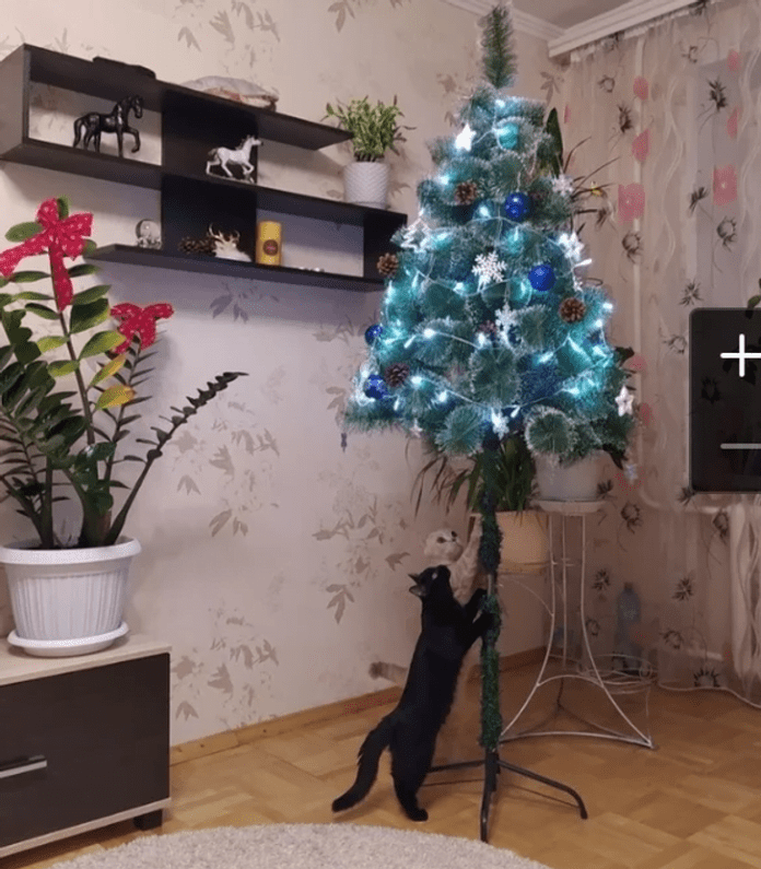 Без кота и жизнь не та