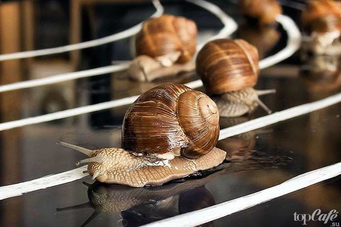 Интересные факты об улитках: Спорт