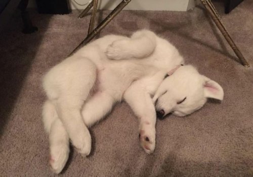 Прелестных пёсиков много не бывает! Прелестных пёсиков много не бывает!