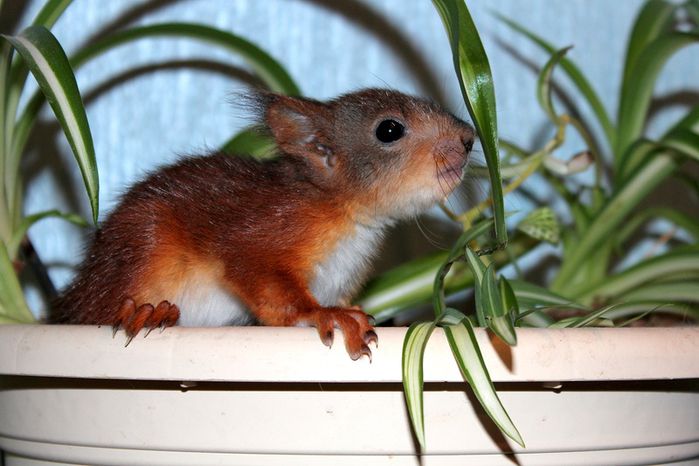 Животные, белка, позитив