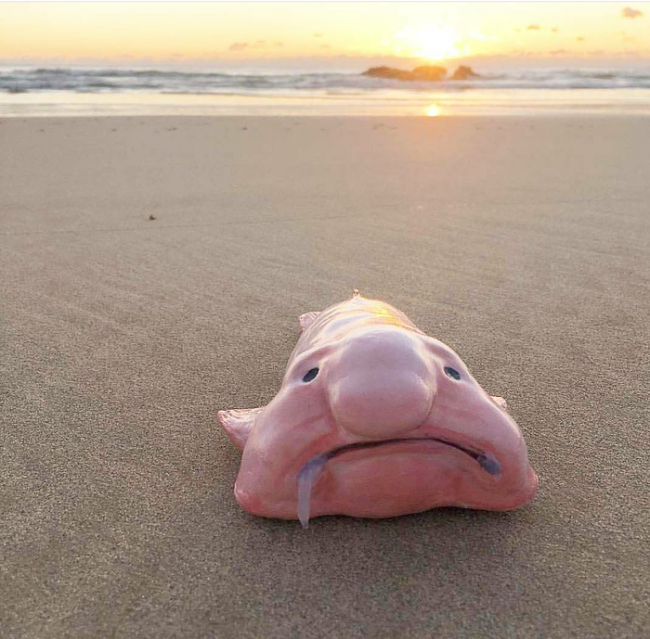 Дары моря
