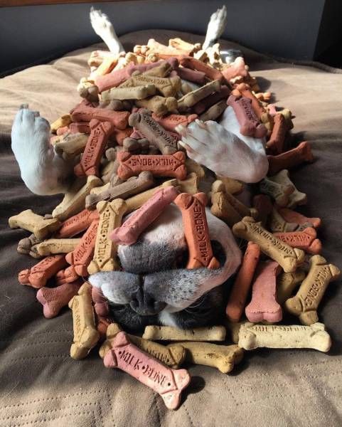 Прикольные картинки дня (50 шт)