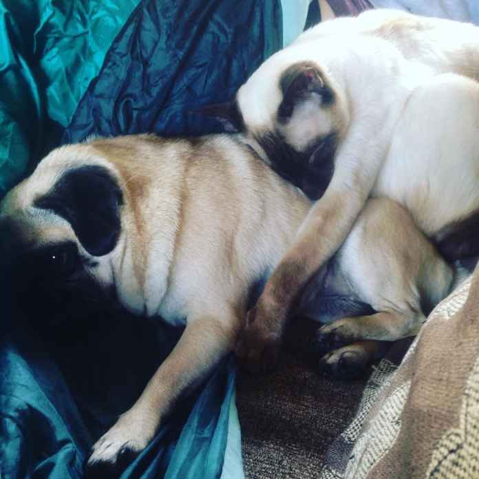 Без кота и жизнь не та