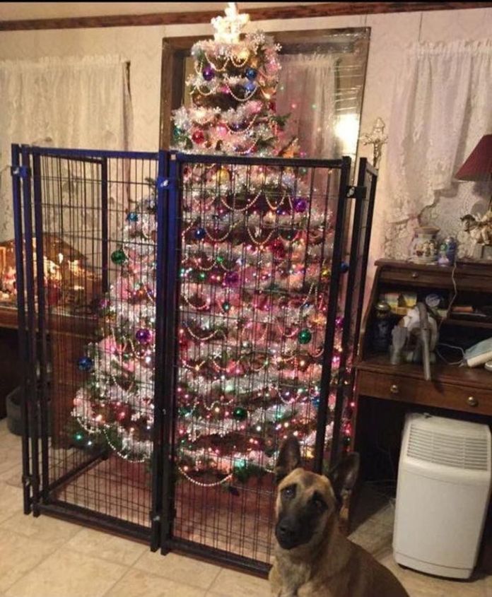 Без кота и жизнь не та