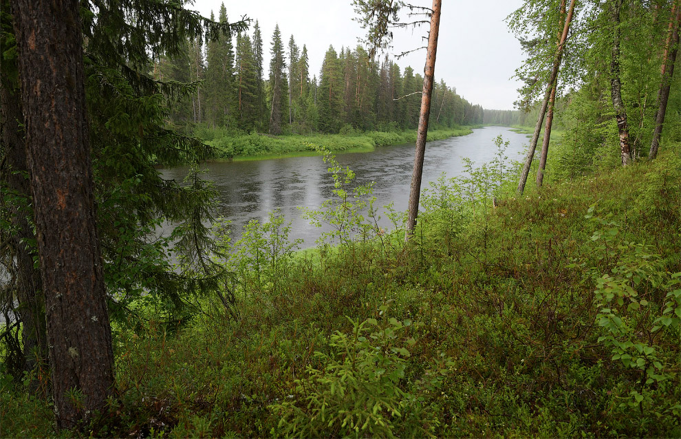 Двинско-Пинежский заказник: как исчезают первозданные леса путешествие,Россия,туризм,экология
