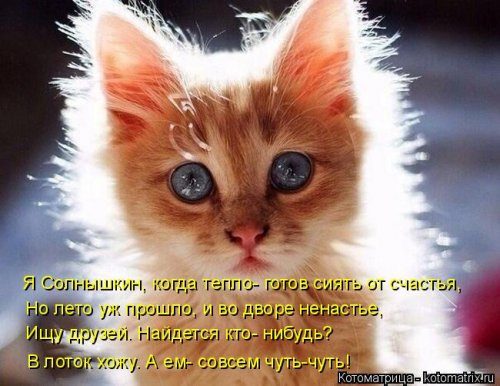 Самая убойная котоматрица 