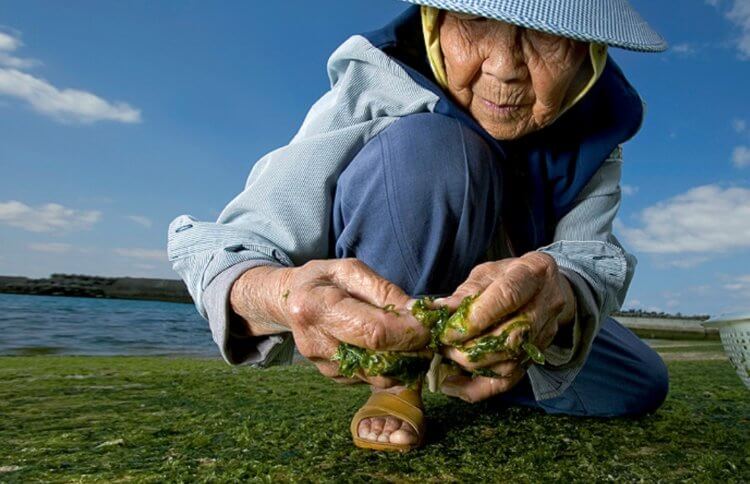 В чем секрет долголетия граждан острова Окинава, которые живут 100 лет Окинавы, жители, острова, Окинава, жителей, которая, остров, занимаются, многих, далее, здоровьем, только, много, здоровая, фастфуда, который, секрет, молодежь, продукты, долголетия