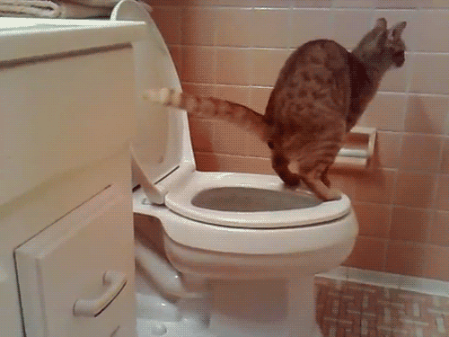 Почему нельзя сидеть в туалете. Кот какает.