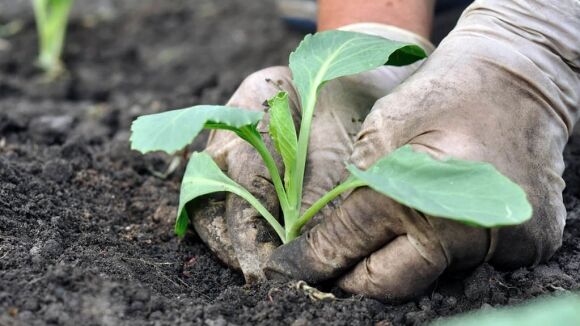 В Индии нашли растение для эффективной борьбы с коронавирусом