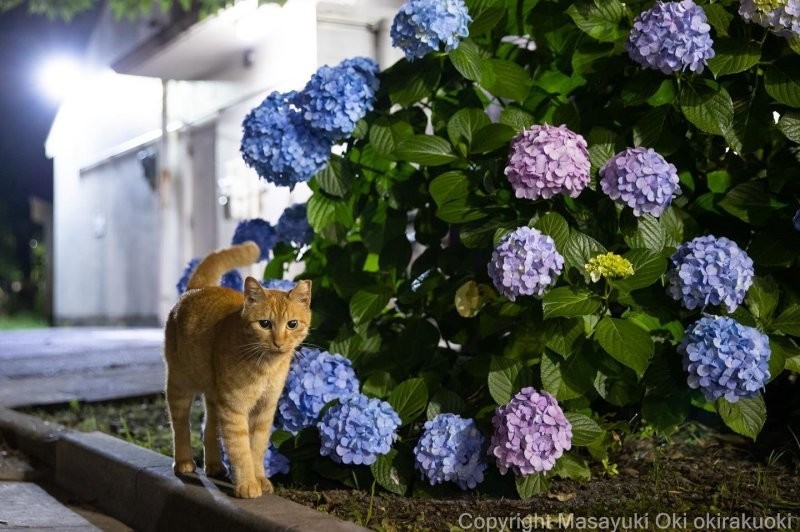 Мир озорных уличных котов в объективе японского фотографа домашние животные,наши любимцы