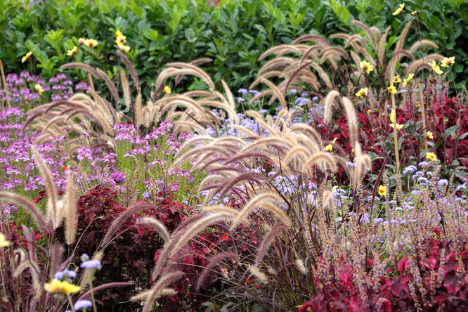 Травянистые: 10 лучших злаков и декоративных трав для клумб и садов
