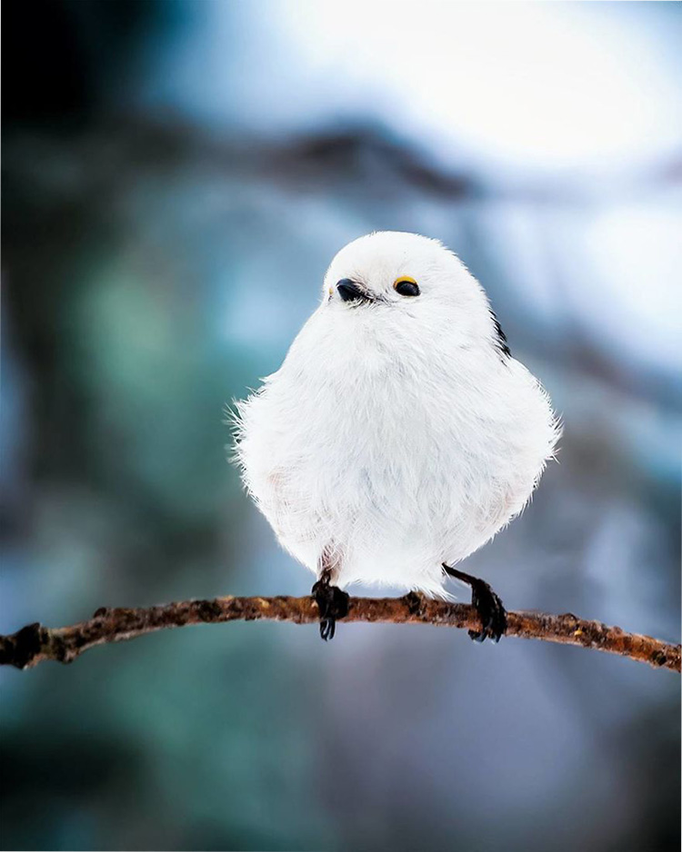    Angry Birds    11