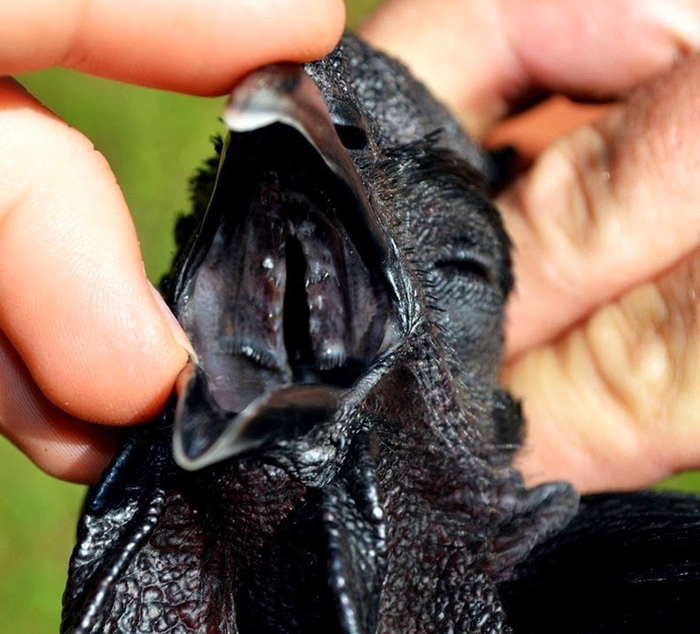 Ламборджини среди куриц: Уникальная порода, снаружи и внутри окрашенная в черный цвет индонезия