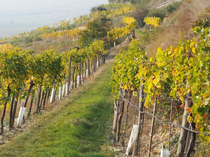 Виноградная плантация семейства Кардашьян. \ Фото: factinate.com.