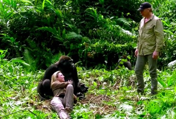 18-gorilla-aspinals-e1511978308706