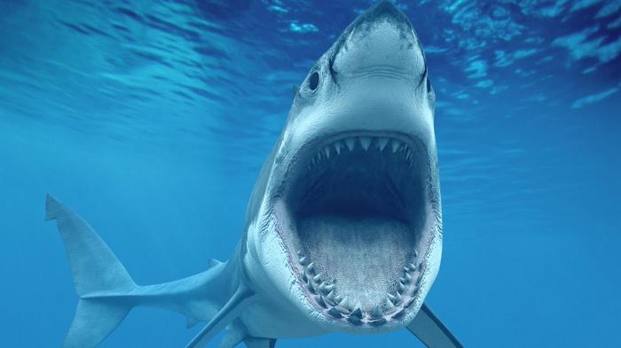 Самая опасная акула в мире – та, которой вы попались