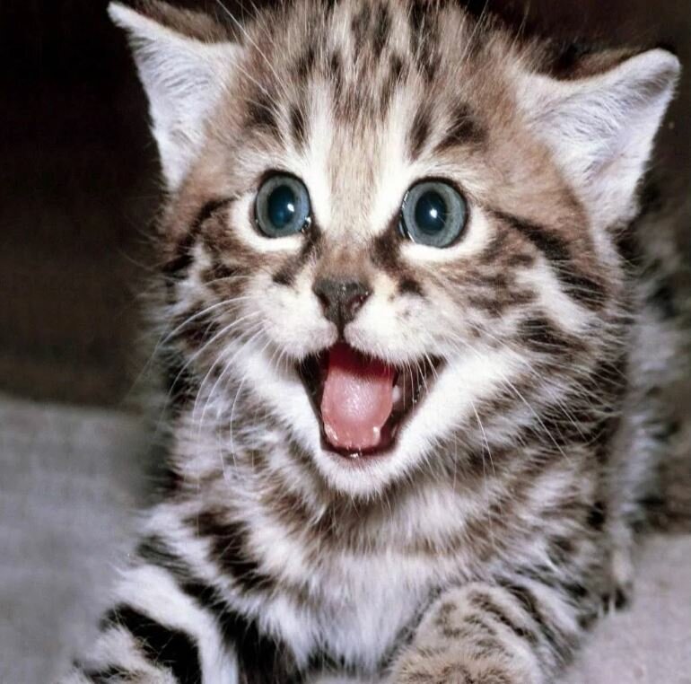 – Вообще-то это не кошечка! Это компот – Вообще-то это не кошечка! Это компот не всё так грустно