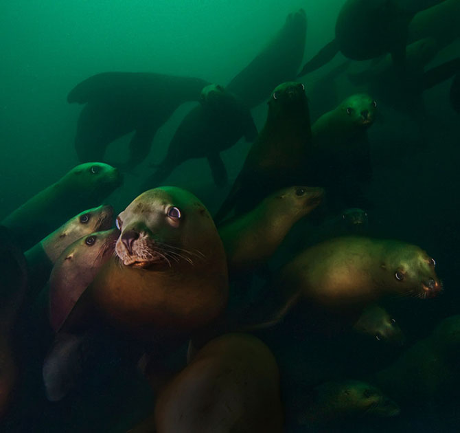 На глубине холодного моря Глубина,море,Тихий океан,фотографии