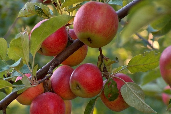 летние сорта яблок лучшие