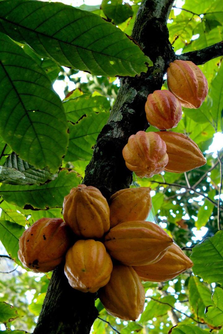 плоды какао