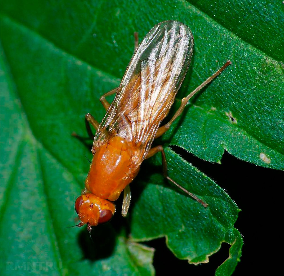 Луковая и морковная муха