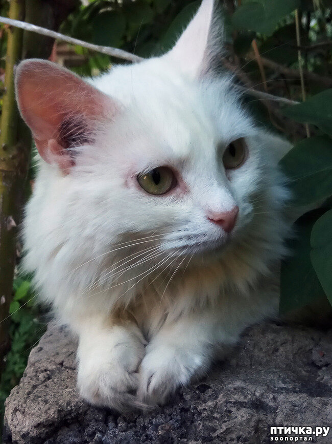 Белка. Четырнадцатая кошка