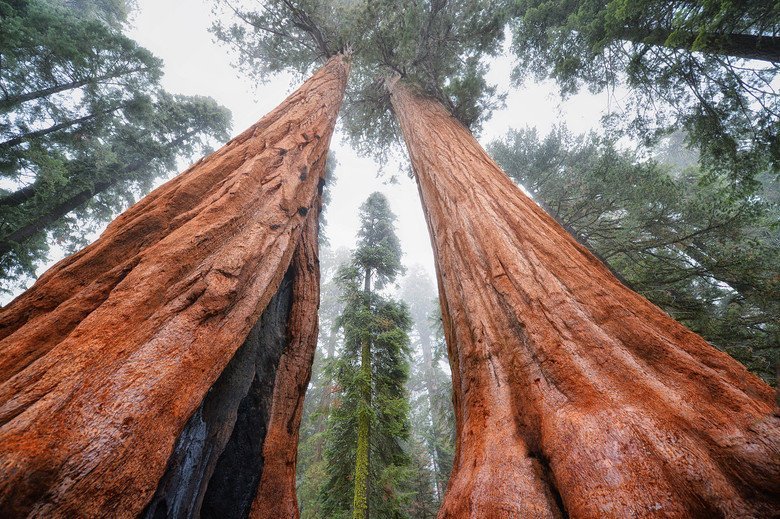 Почему никто не видел, как умирают самые высокие долгожители — секвойи дерево, природа, секвойя