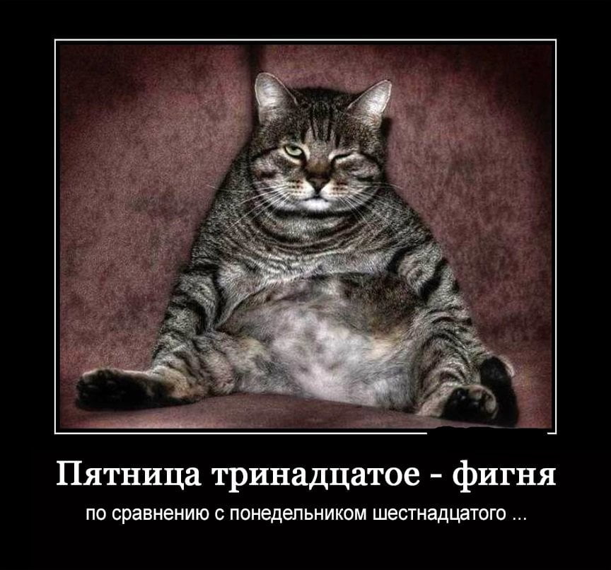 толстый полосатый кот демотиватор