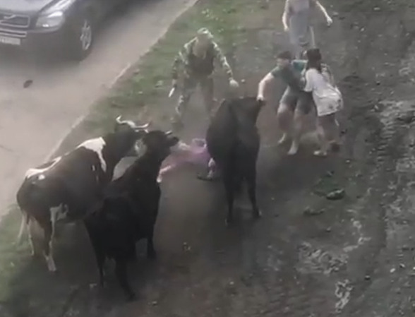 В Кемеровской области стадо коров напало на женщину
