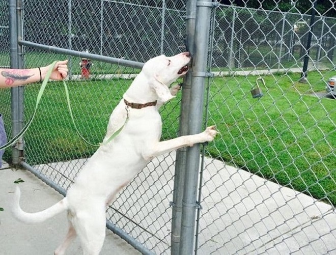 Пес на поводке