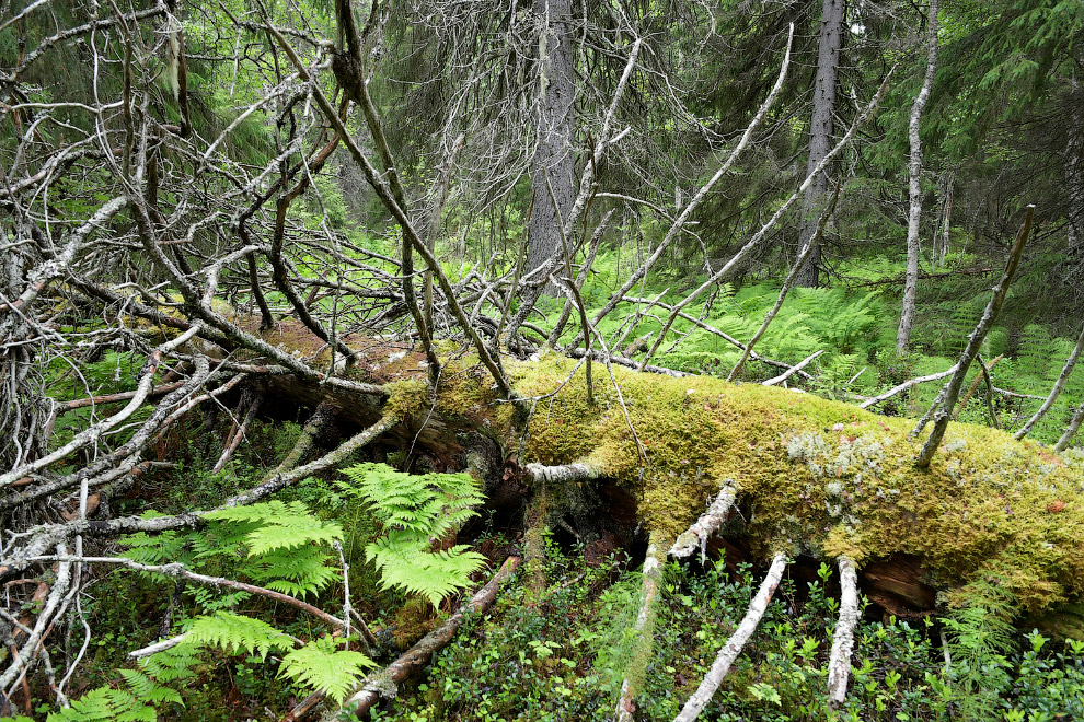 Двинско-Пинежский заказник: как исчезают первозданные леса путешествие,Россия,туризм,экология