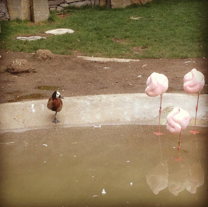 19 замечательных коллективов, в которые затесался чужак 