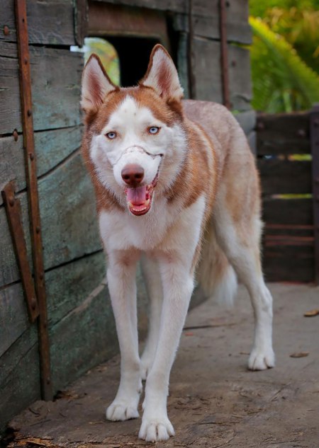 Patroit the dog