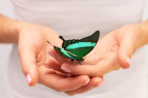 Почему порой мы ощущаем «бабочек в животе» и что на самом деле означает это чувство?