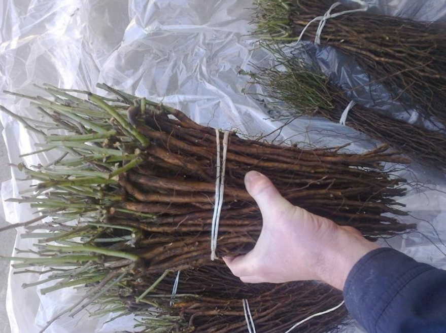 Три способа очистки почек от камней - сейчас самое время!