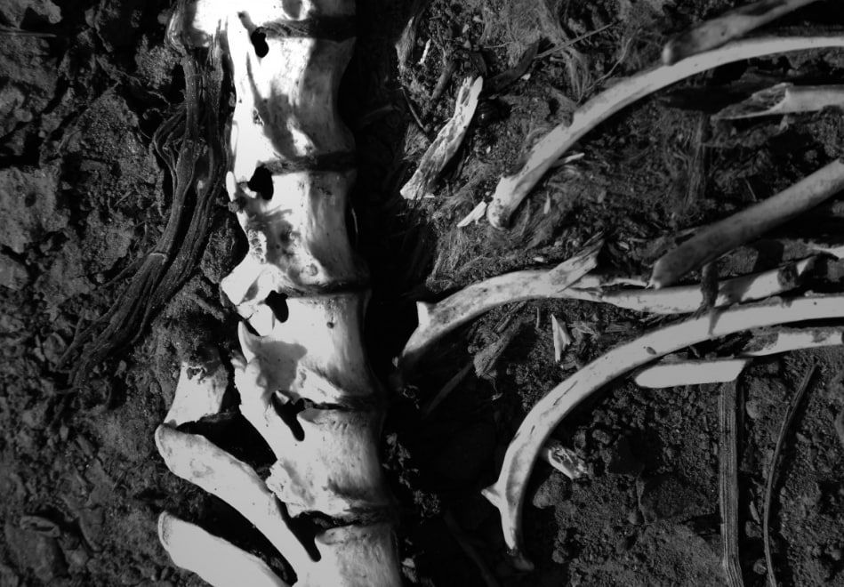 Кости мамонта нашли подводные охотники на дне реки Большой Кинель в Самарской области Общество