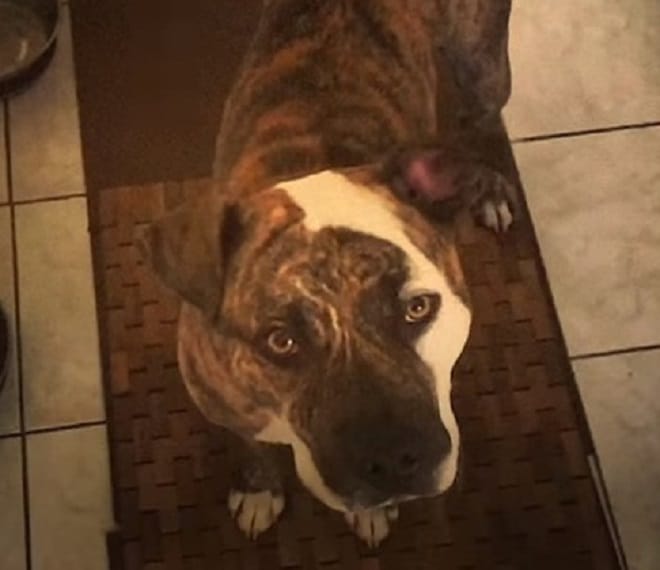 Потеряв собаку, мужчина нашел нетривиальный способ отыскать ее через Интернет Потеряв собаку, мужчина нашел нетривиальный способ отыскать ее через Интернет истории из жизни,не всё так грустно