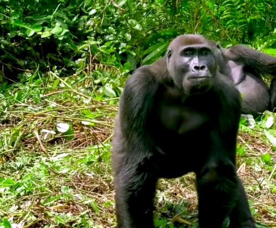 8-gorillas-two