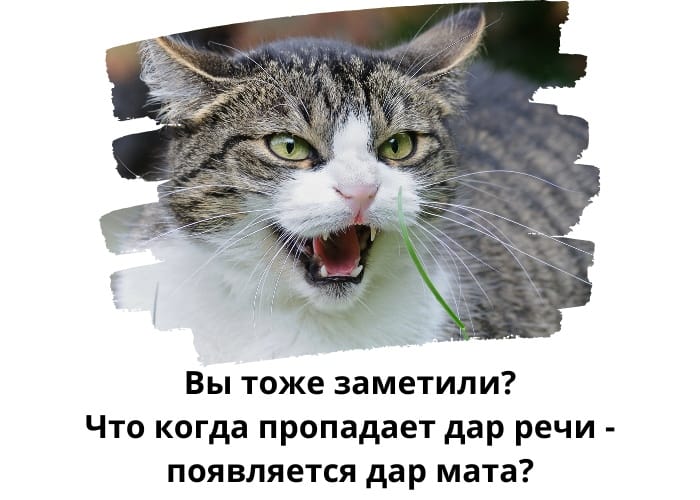 - Слушай, а ты можешь говорить о чем-нибудь другом, кроме пенсионного возраста?... Карузо, Пикассо, ишаке, палкой, резко, России, стриптиз, Вопросов, помню, ничего, почему, Проходите, товарищ, товарищДетство, заслуженные, заявил, депутатам, чиновникам, будут, выезжать