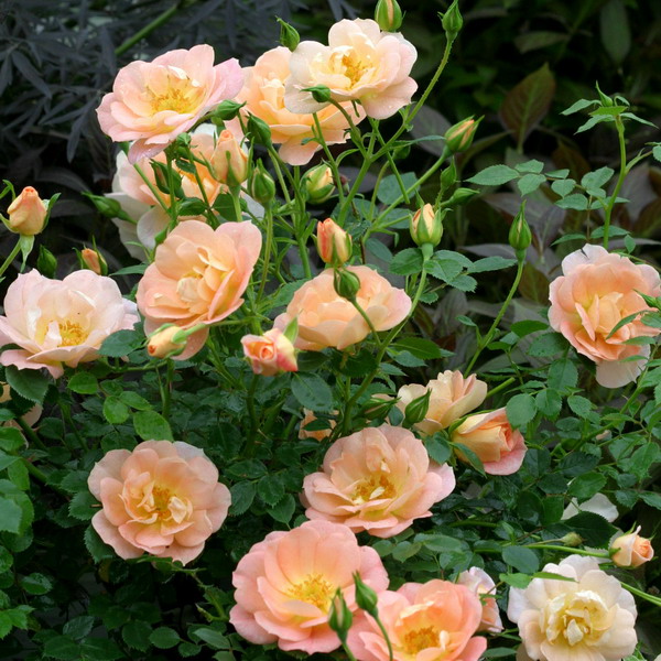 landscape-design-for-romantics5-2