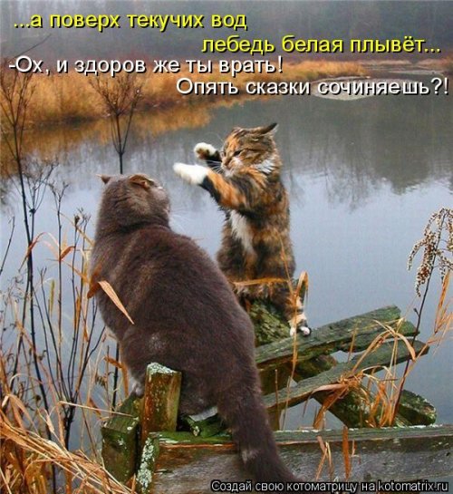 Лучшая котоматрица этой недели Лучшая котоматрица этой недели позитив