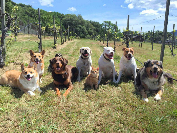 19 замечательных коллективов, в которые затесался чужак 