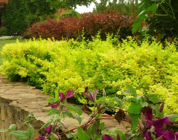 Из барбариса можно сформировать живую изгородь любой формы, разных цветов