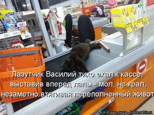Свежая котоматрица (29 фото)